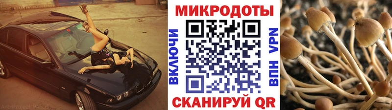 Псилоцибиновые грибы мицелий  Бабушкин 